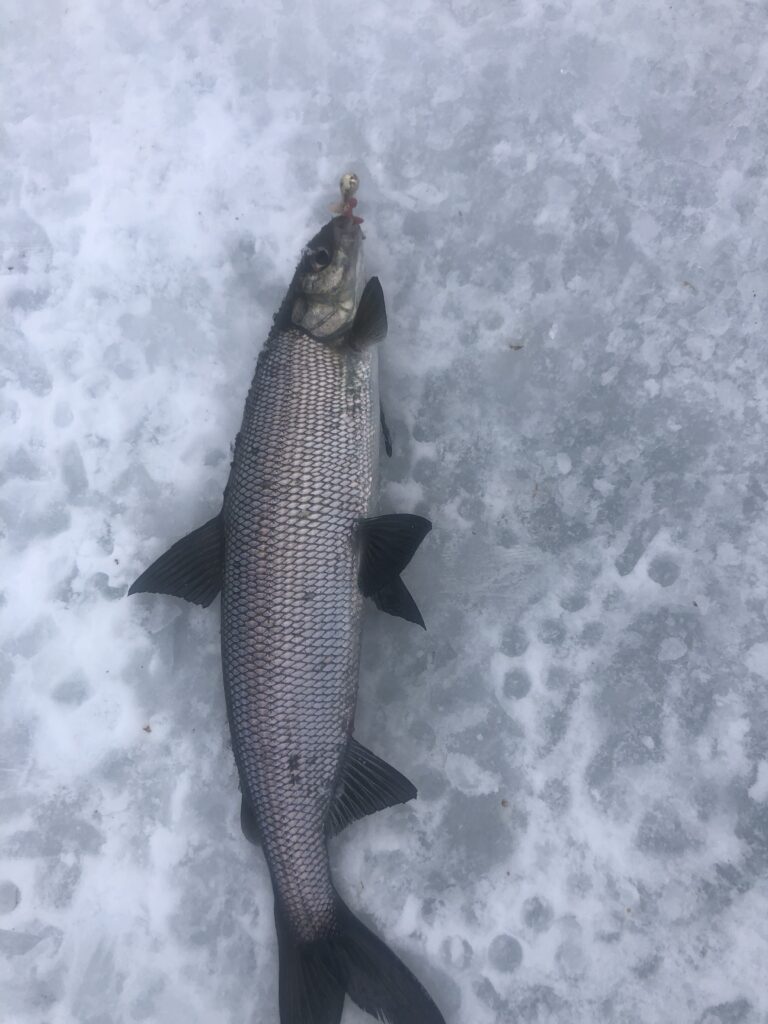 Laponia na ryby